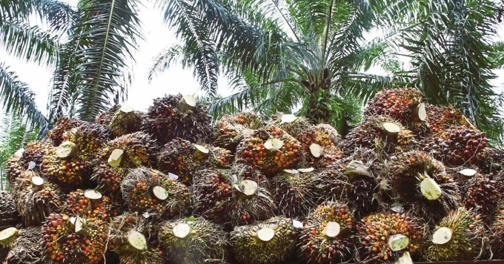MARC Ratings: Palm oil prices to average RM4,600 metric tonne in 2025