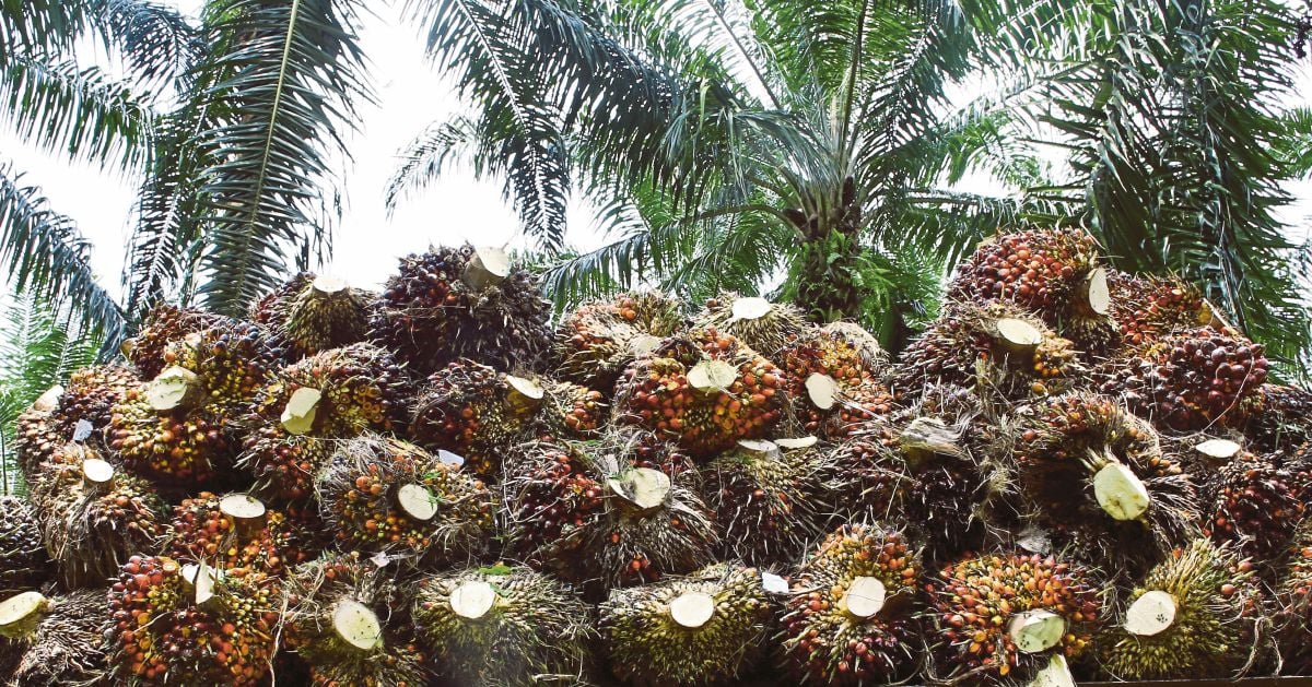 MARC Ratings: Palm oil prices to average RM4,600 metric tonne in 2025