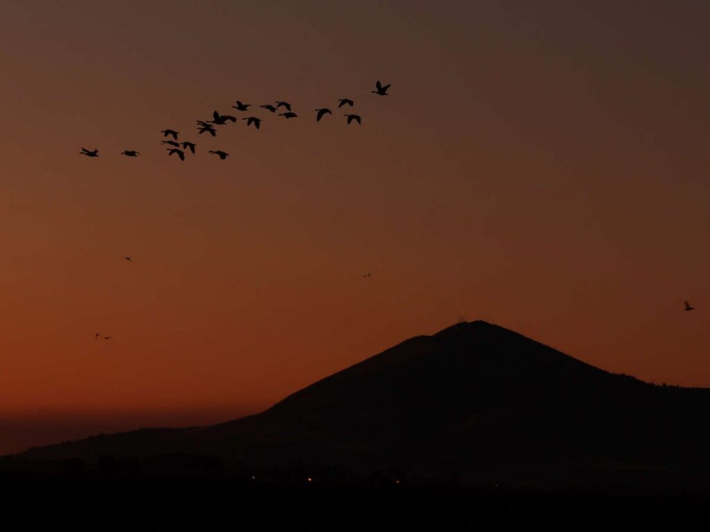 Trump Plot Amid Shutdown Will “Throw Gasoline” on Extinction Crisis, Critics Say